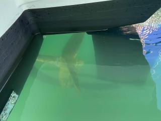 ヤンマー DE40カスタム