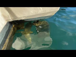 ヤマハ DY39M(GBH)