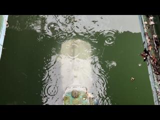 ヤンマー とびうお DE24CZ II