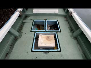 ヤンマー とびうお DE24CZ II