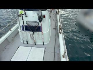 ヤンマー とびうおDE24GZ-1Sハードトップ