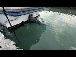 ヤンマー はやかぜZN24A3