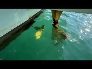 ヤンマー はやしおDE25B