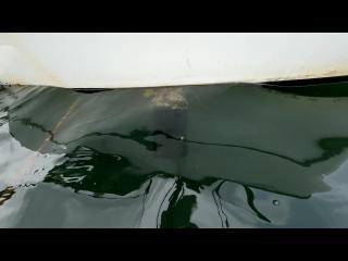 ヤンマー はやかぜEX26B-BS