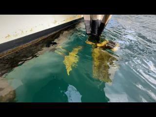 ヤンマー はやしおDE31B