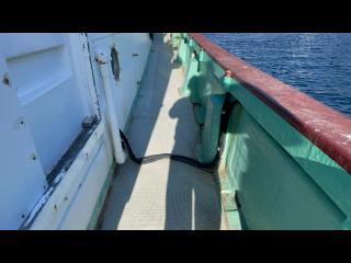 ヤマハ DX56 遊漁仕様