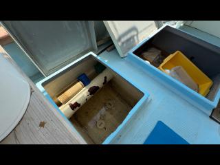 ヤンマー あらしおDE31