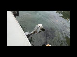 ヤンマー FX26ZⅡ-IS(トップラン)