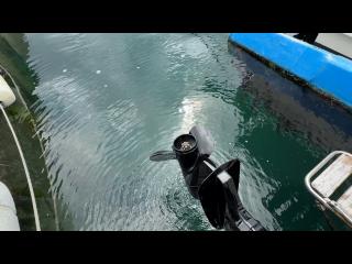 マリンパワーインターナショナルリミテッド シーブリーム MF630