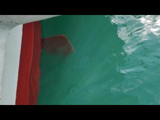 ヤンマー GA37(共立レジンクラフト)