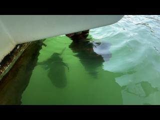 ヤンマー あらしおDE34BF