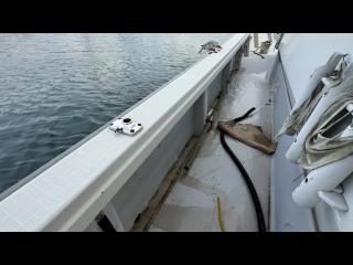 ヤンマー はやかぜEX38V