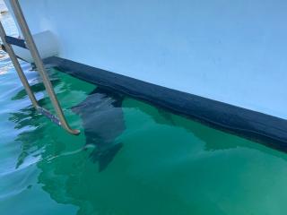 浜石造船所 42f漁船