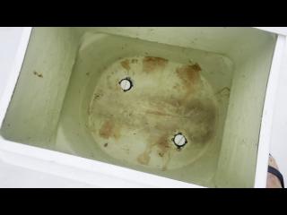 ヤマハ FISH17B