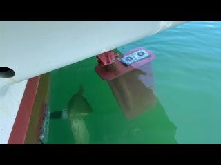 ヤンマー はやしおDE26-HK