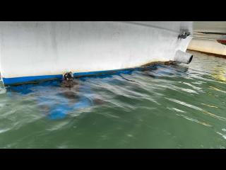 ヤンマー DE39