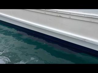 ヤマハ DY39M-OA